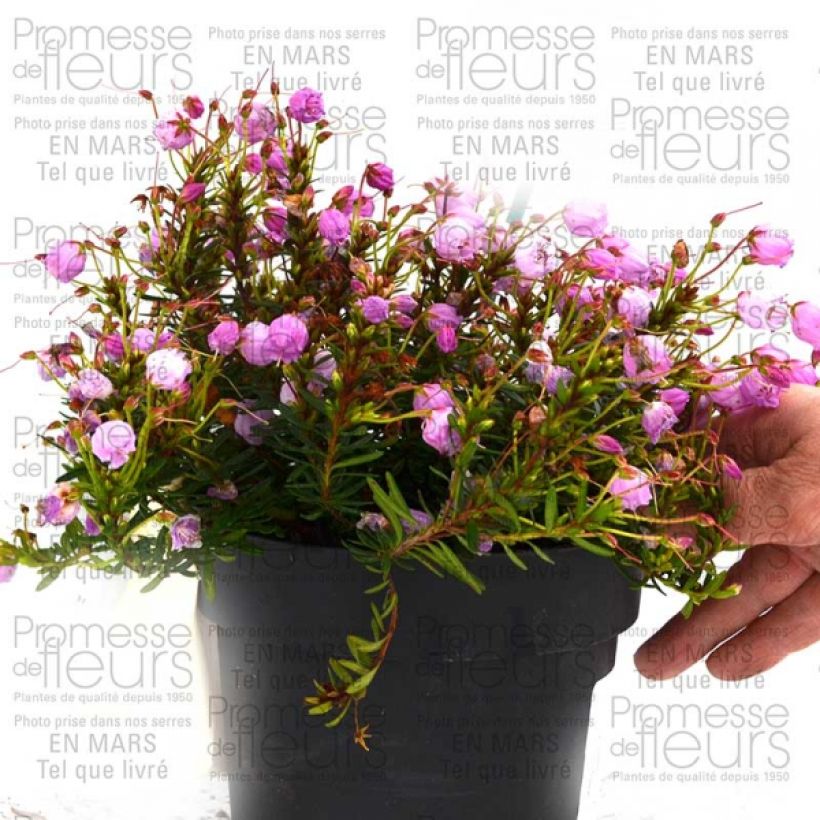 Example of Phylliopsis hillieri Sprite - Phylliopsis Rose Pot de 1L/1,5L as you get