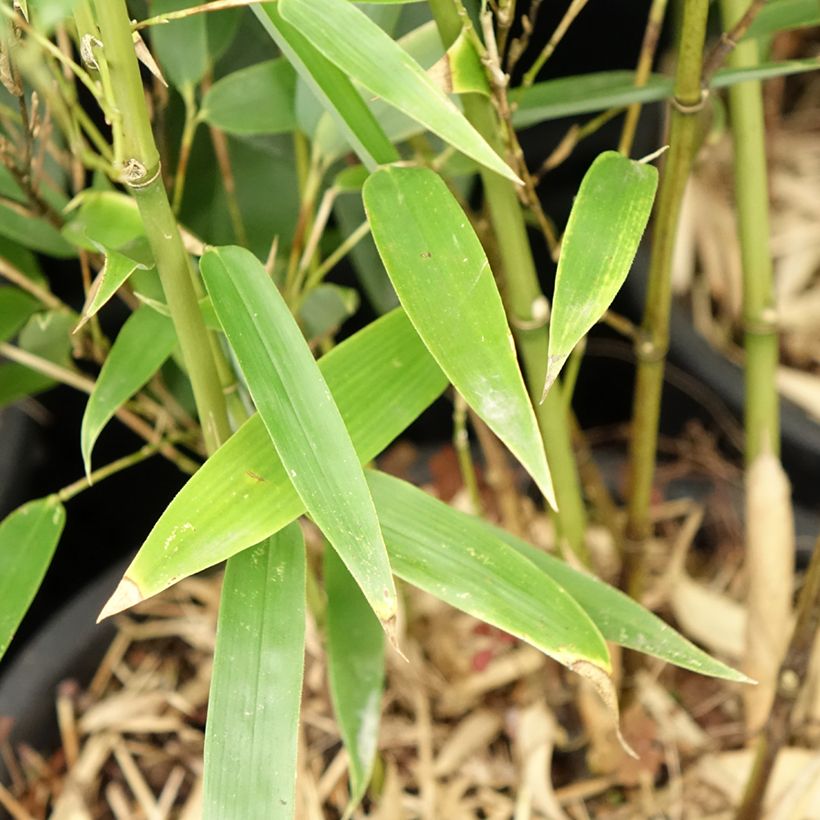 Phyllostachys heteroclada - Bambou en écailles de poisson (Foliage)