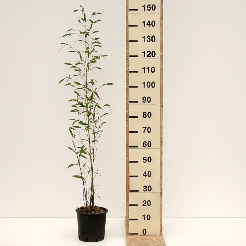 Example of Phyllostachys viridis Sulphurea - Bambou Pot de 4L/5L as you get in hiver