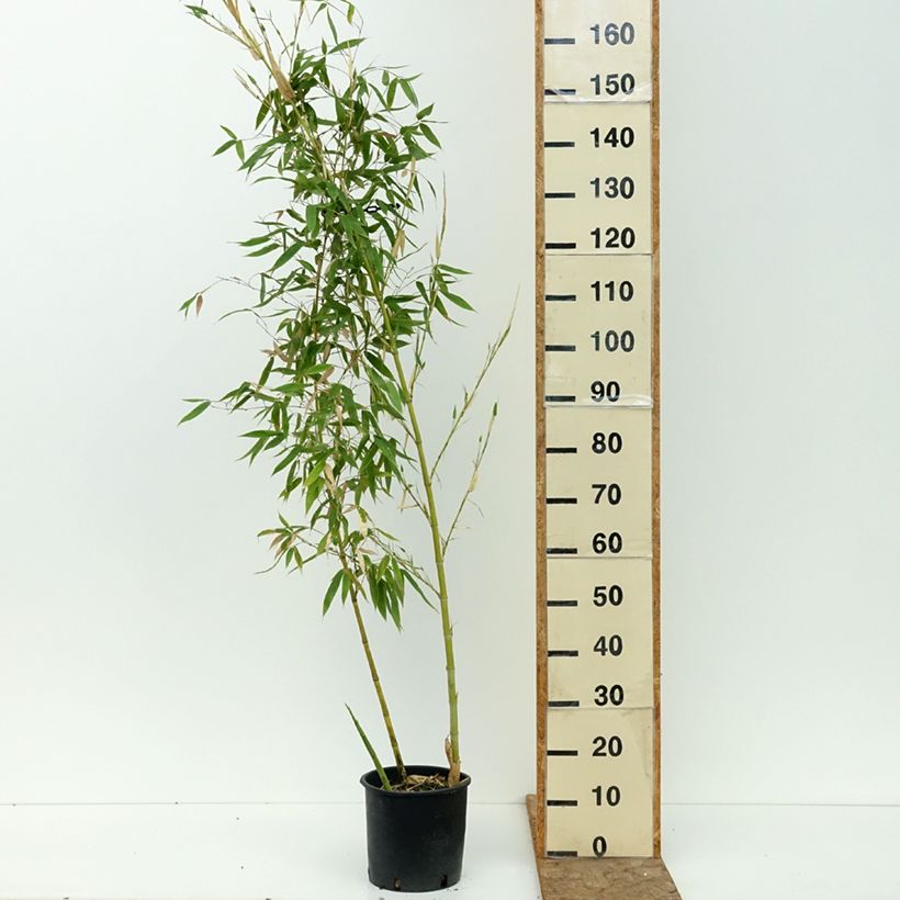 Example of Phyllostachys viridis Sulphurea - Bambou Pot de 2L/3L as you get in ete