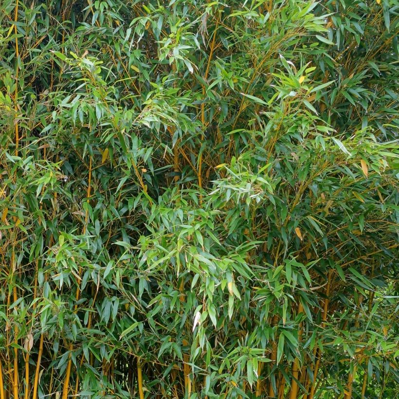 Phyllostachys vivax Aureocaulis - Bambou géant (Foliage)