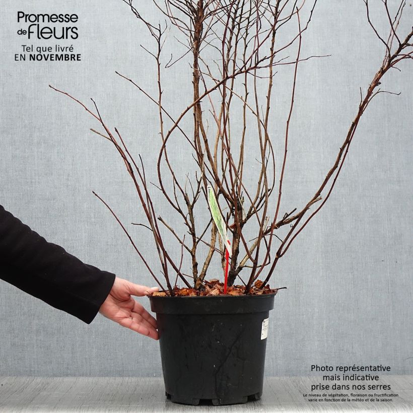 Example of Physocarpus Dart’s Gold - Physocarpe Pot de 6L/7L as you get in automne