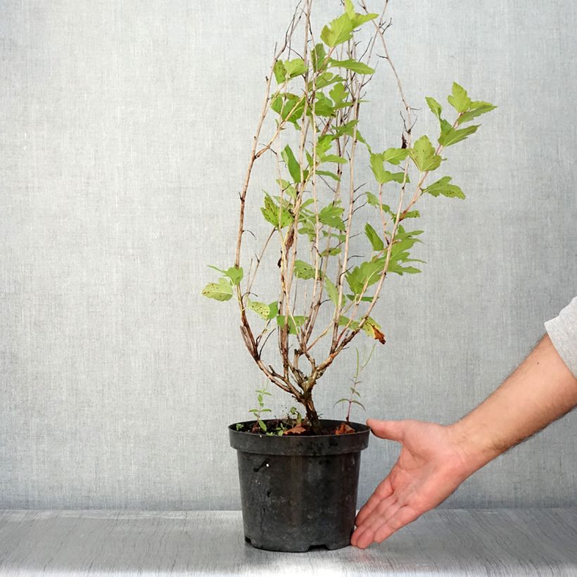 Example of Physocarpus opulifolius Anny's Gold - Physocarpe Pot de 3L/4L as you get in automne