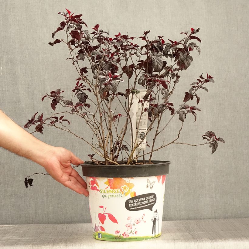 Example of Physocarpus opulifolius Black Light - Physocarpe Pot de 7,5L/10L as you get in ete