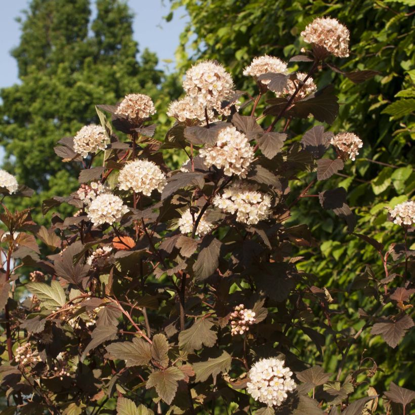 Physocarpus opulifolius Diable D'Or - Physocarpe  (Flowering)