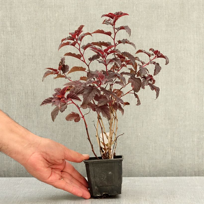Example of Physocarpus opulifolius Little Angel - Physocarpe Godet de 8/9 cm as you get in ete