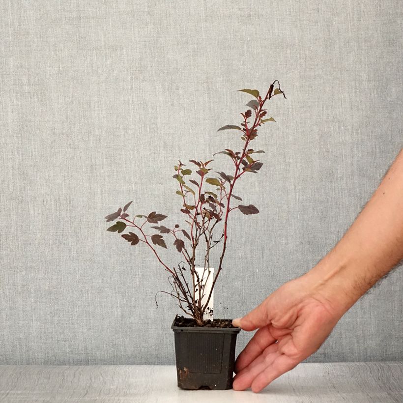 Example of Physocarpus opulifolius Little Joker - Physocarpe nain Godet de 8/9 cm as you get in ete