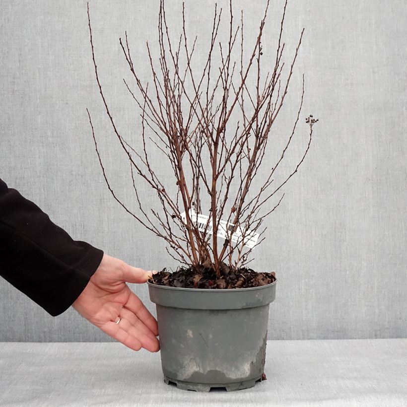Example of Physocarpus opulifolius Little Joker - Physocarpe nain Pot de 2L/3L as you get in hiver