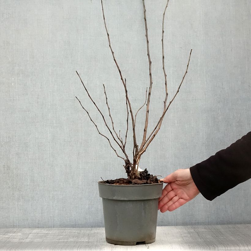 Example of Physocarpus opulifolius Magic Ball Pot de 3L/4L as you get in automne