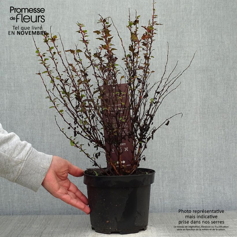 Example of Physocarpus opulifolius Magic Sweet Cherry Tea Pot de 3L/4L as you get in automne
