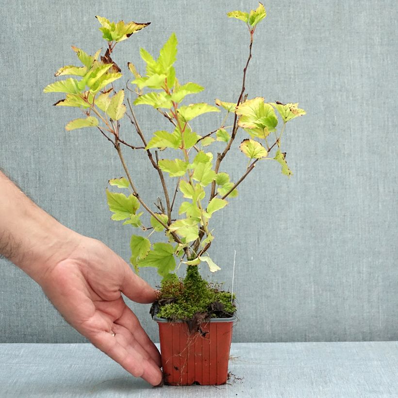 Example of Physocarpus opulifolius Nugget - Physocarpe Godet de 8/9 cm as you get in ete