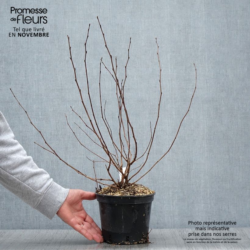 Example of Physocarpus opulifolius Nugget - Physocarpe Pot de 3L/4L as you get in automne