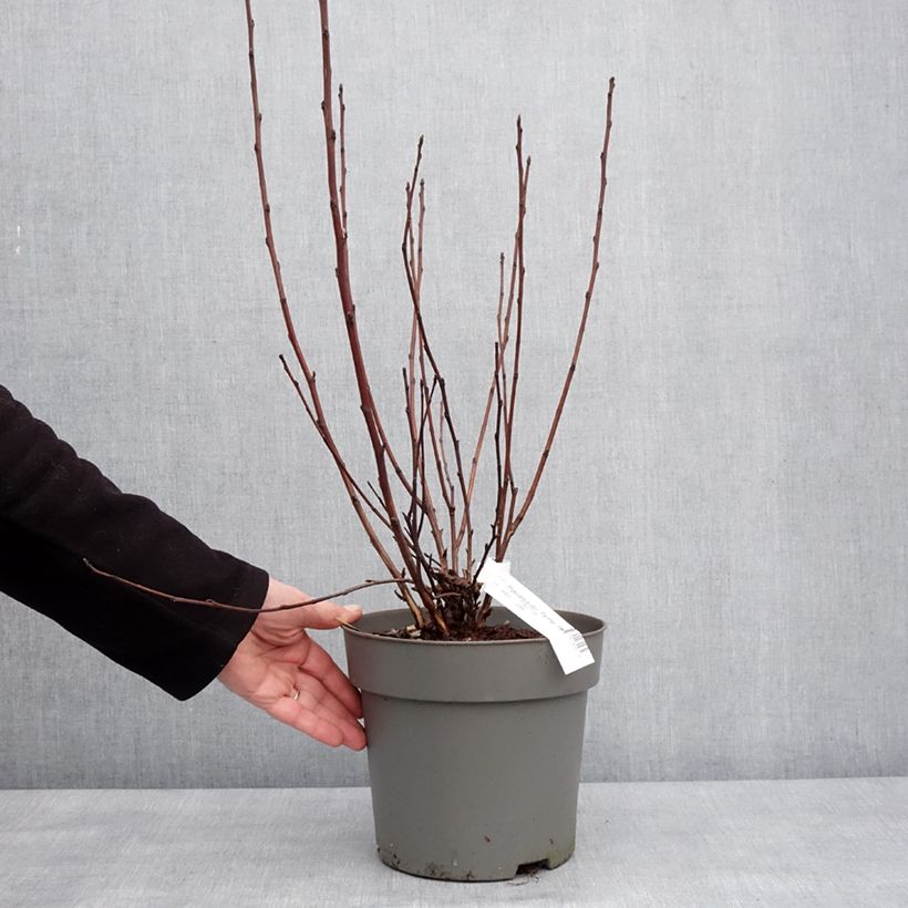 Example of Physocarpus opulifolius Panther - Physocarpe Pot de 4L/5L as you get in hiver