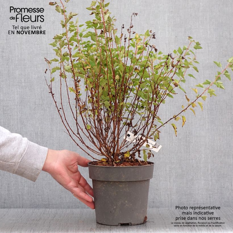 Example of Physocarpus Opulifolius Raspberry Lemonade 'ZLEYel2' - Physocarpe à feuilles d'obier Pot de 3L/4L as you get in automne