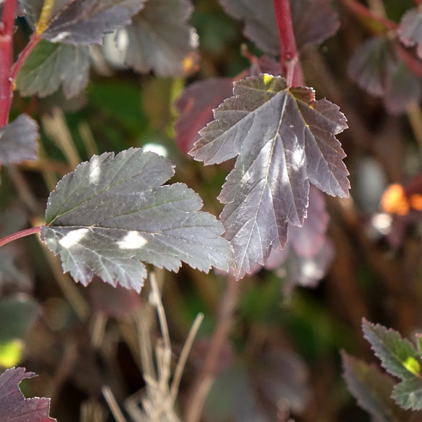 Physocarpus opulifolius Tiny Wine - Physocarpe à feuilles d'obier (Foliage)