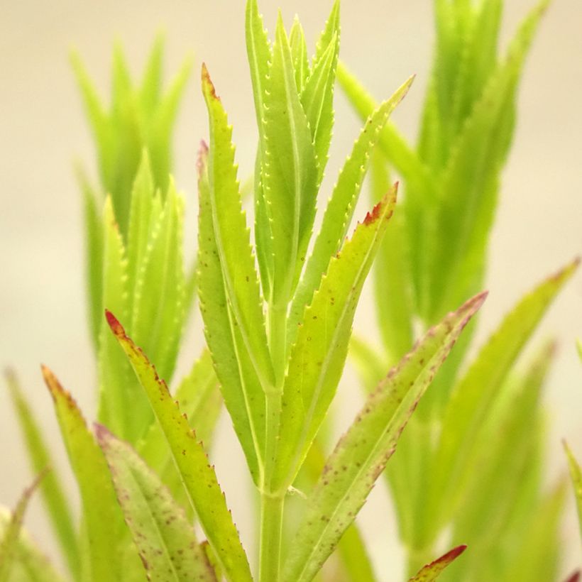 Physostegia virginiana Red Beauty - Cataleptique (Foliage)
