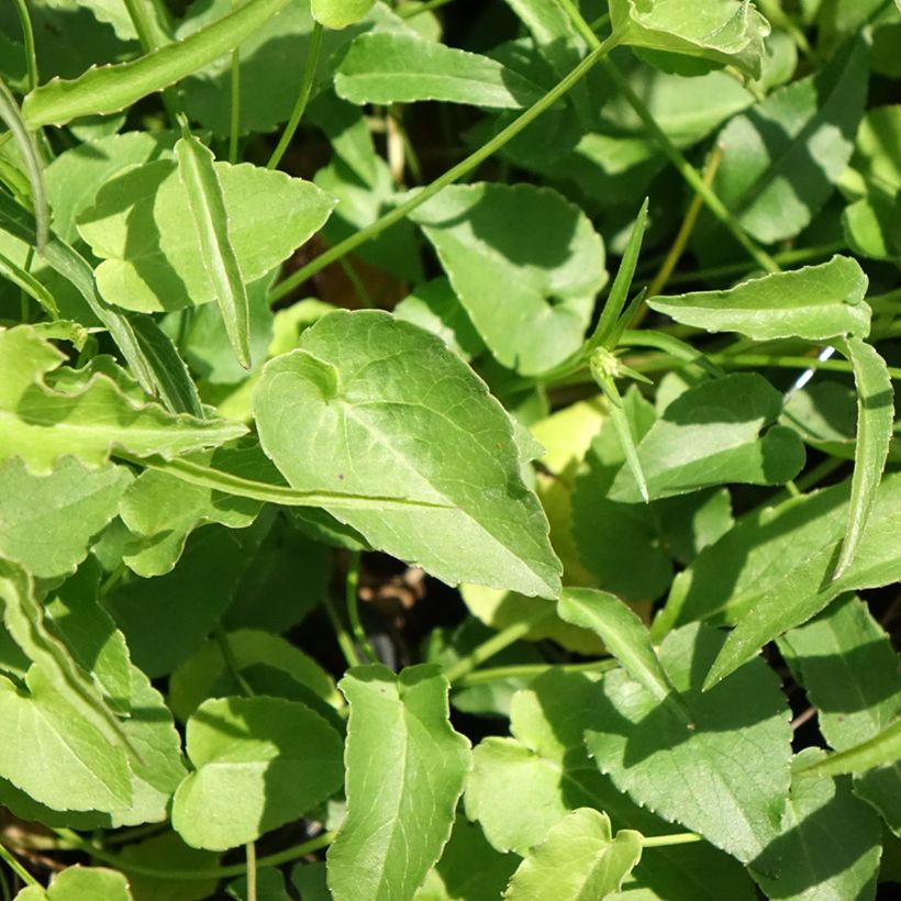 Phyteuma scheuchzeri - Raiponce de Scheuchzer  (Foliage)