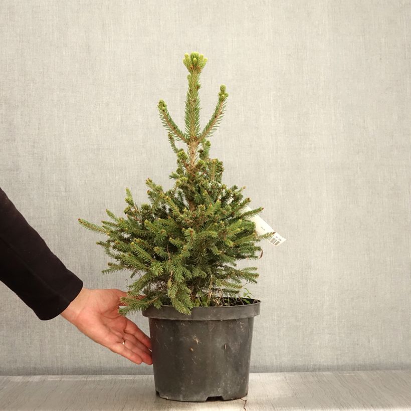 Example of Picea abies Will's Zwerg - Épicéa commun Pot de 7,5L/10L as you get in automne