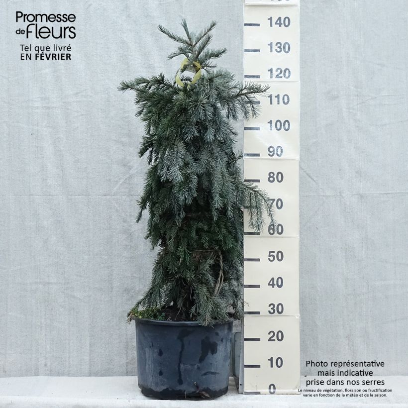 Example of Picea breweriana - Epicéa de Brewer Pot de 3L/4L as you get in hiver