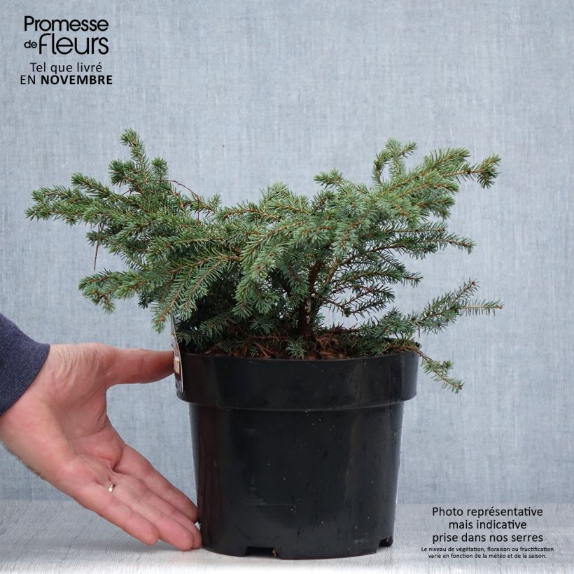 Example of Picea mariana Nana - Epinette noire                               Pot de 2L/3L as you get in automne