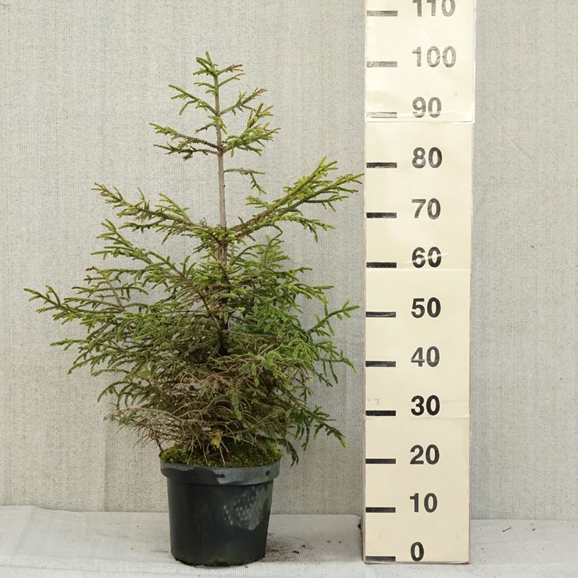 Example of Picea orientalis Aureospicata - Sapinette d'Orient Pot de 7,5L/10L as you get in automne