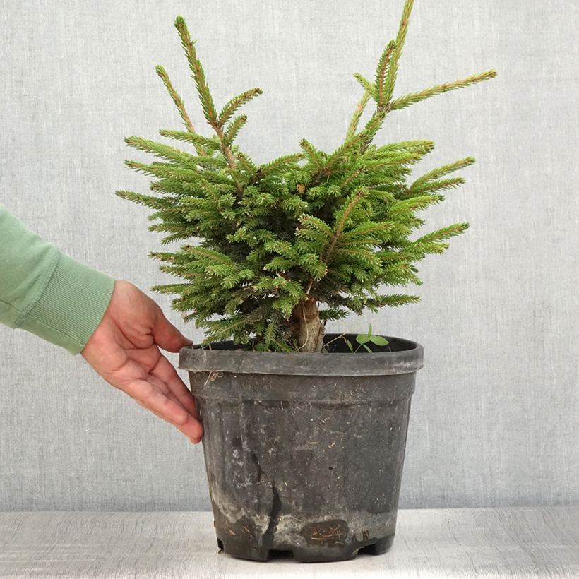Example of Picea orientalis Barnes - Sapinette d'Orient                          Pot de 3L/4L as you get in ete
