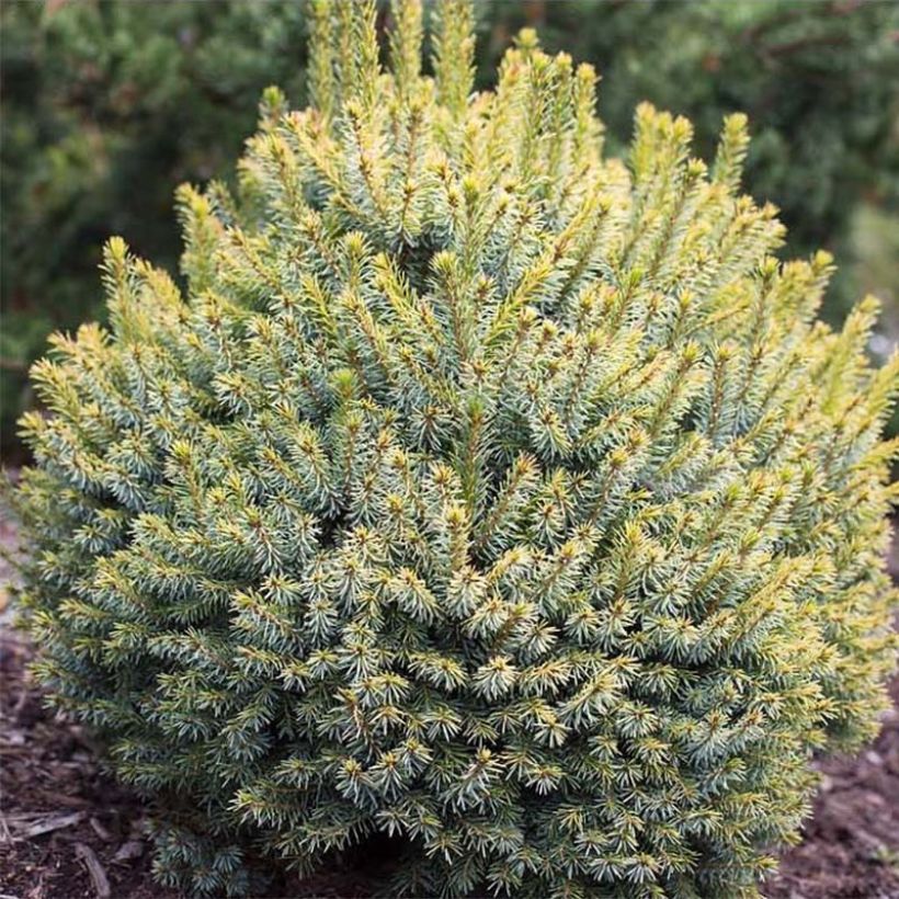 Épicéa de Sitka - Picea sitchensis Midget (Foliage)