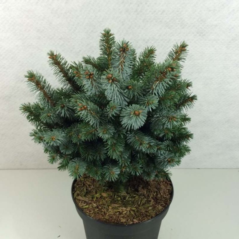 Épicéa de Sitka - Picea sitchensis Silberzwerg (Plant habit)