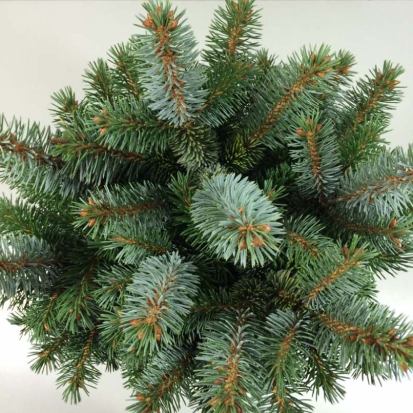 Épicéa de Sitka - Picea sitchensis Silberzwerg (Foliage)