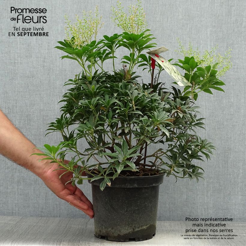 Example of Pieris japonica Debutante - Andromède du Japon Pot de 4L/5L as you get in automne