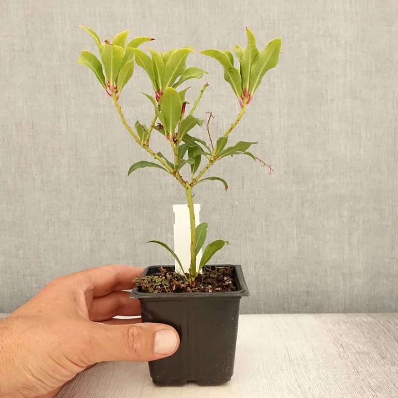 Example of Andromède du Japon - Pieris japonica Forest Flame Godet de 8/9 cm as you get in ete