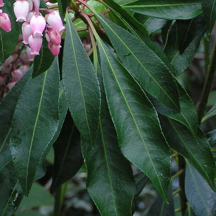 Andromède du Japon - Pieris Pink Passion (Foliage)