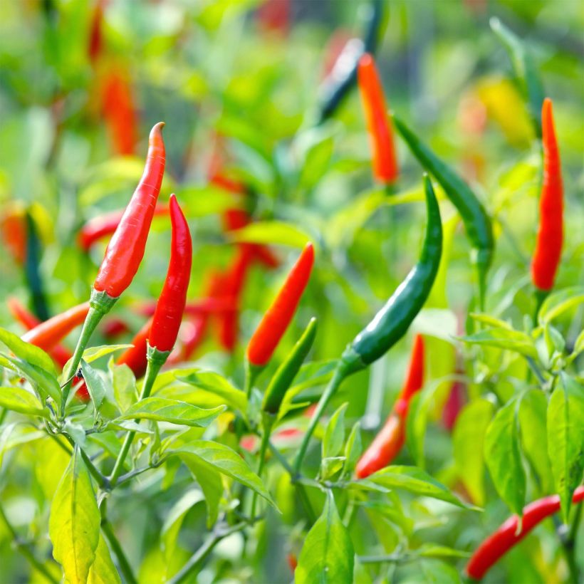 Piment Demon Red - Capsicum annuum (Harvest)