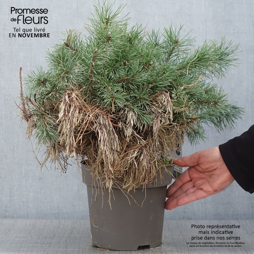 Example of Pin à crochets ou Pin de Briançon - Pinus uncinata Pièce as you get in automne