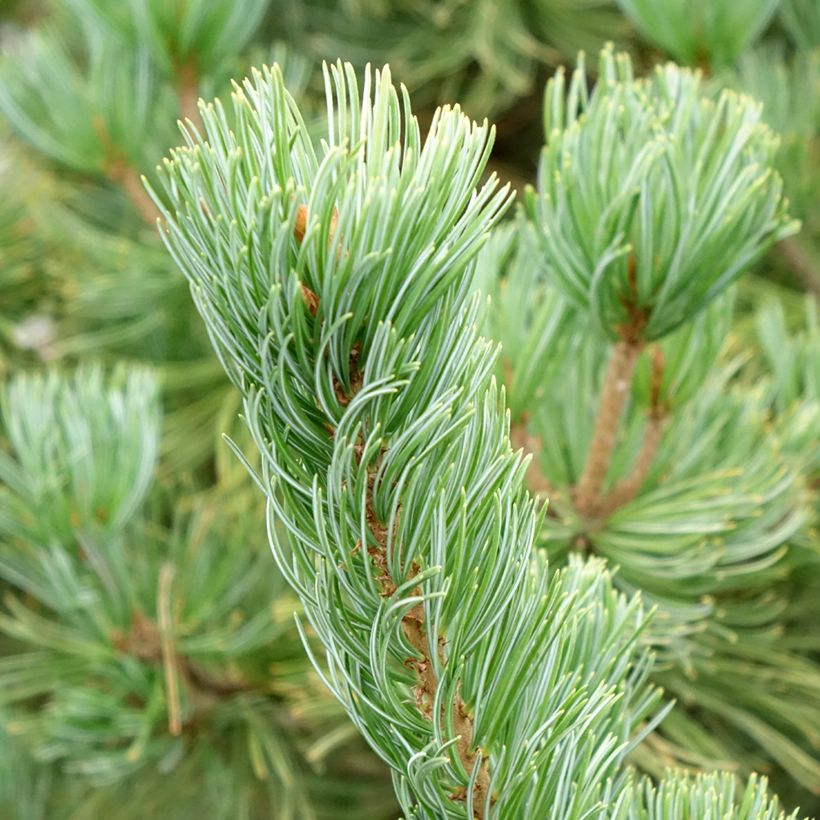 Pin blanc du Japon nain - Pinus parviflora Iribune (Foliage)