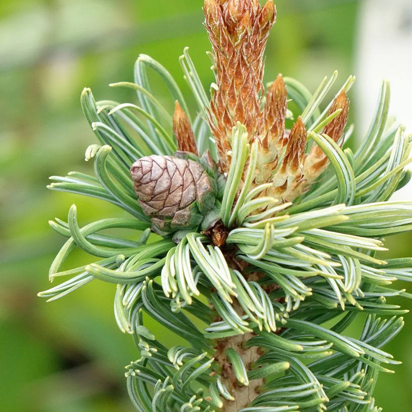Pin blanc du Japon nain - Pinus parviflora Iribune (Harvest)
