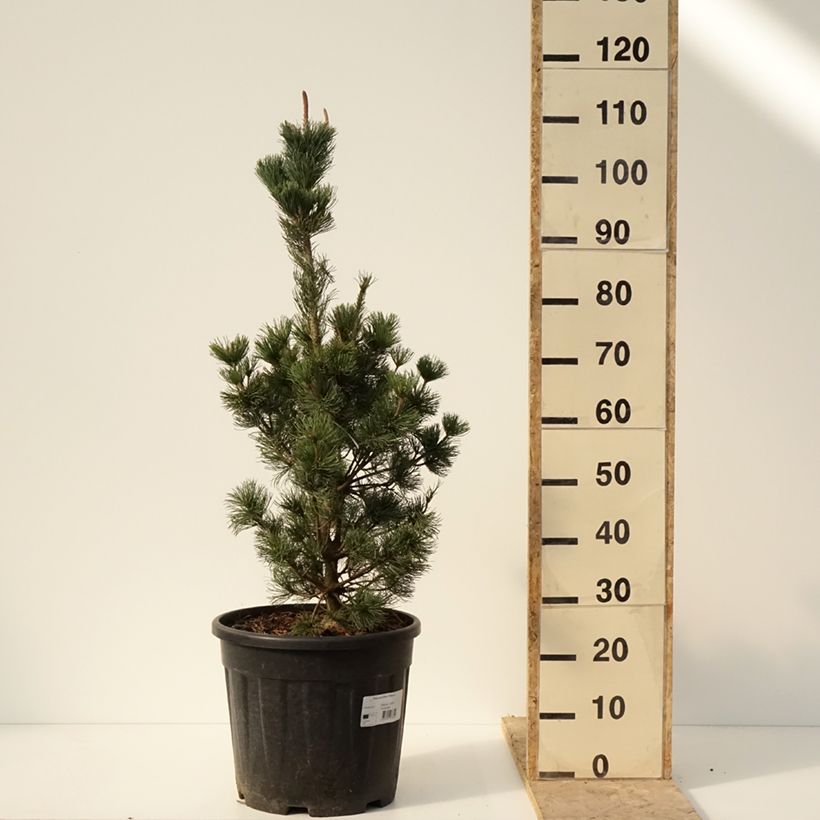 Example of Pin blanc du Japon nain - Pinus parviflora Iribune Pot de 18L/20L as you get in hiver