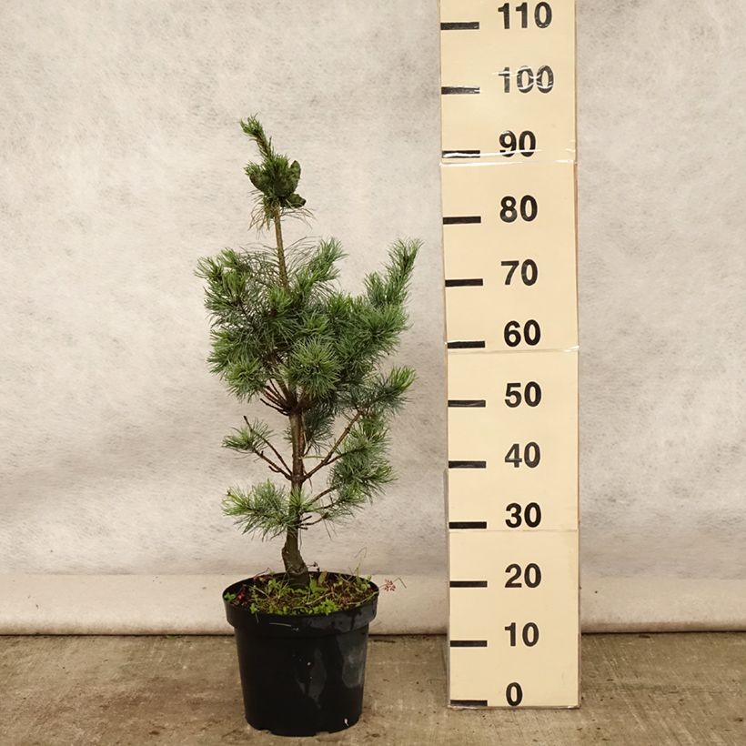 Example of Pin blanc du Japon - Pinus parviflora Bergman                       Pot de 7,5L/10L as you get in ete