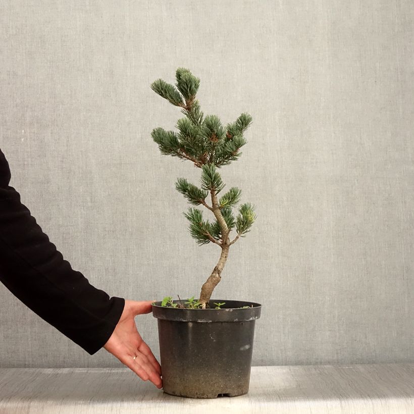 Example of Pin blanc du Japon - Pinus parviflora Fukai  Pot de 4L/5L as you get in automne