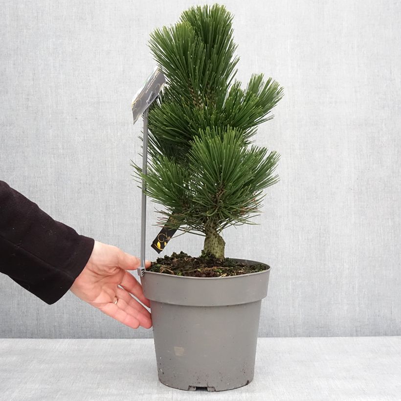 Example of Pin de Bosnie - Pinus heldreichii (leucodermis) Little Dracula Pot de 2L/3L as you get in hiver