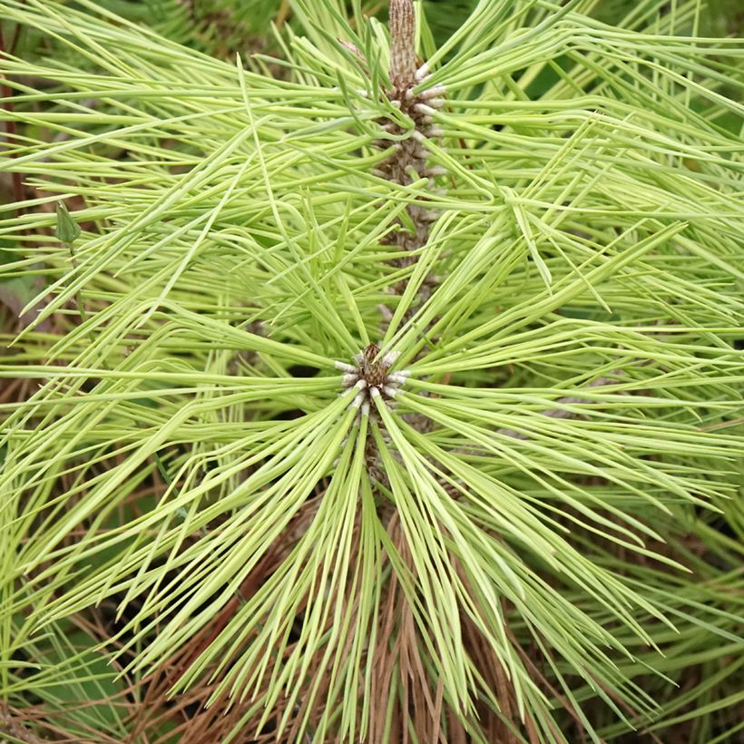 Pin de Jeffrey - Pinus jeffreyi (Foliage)