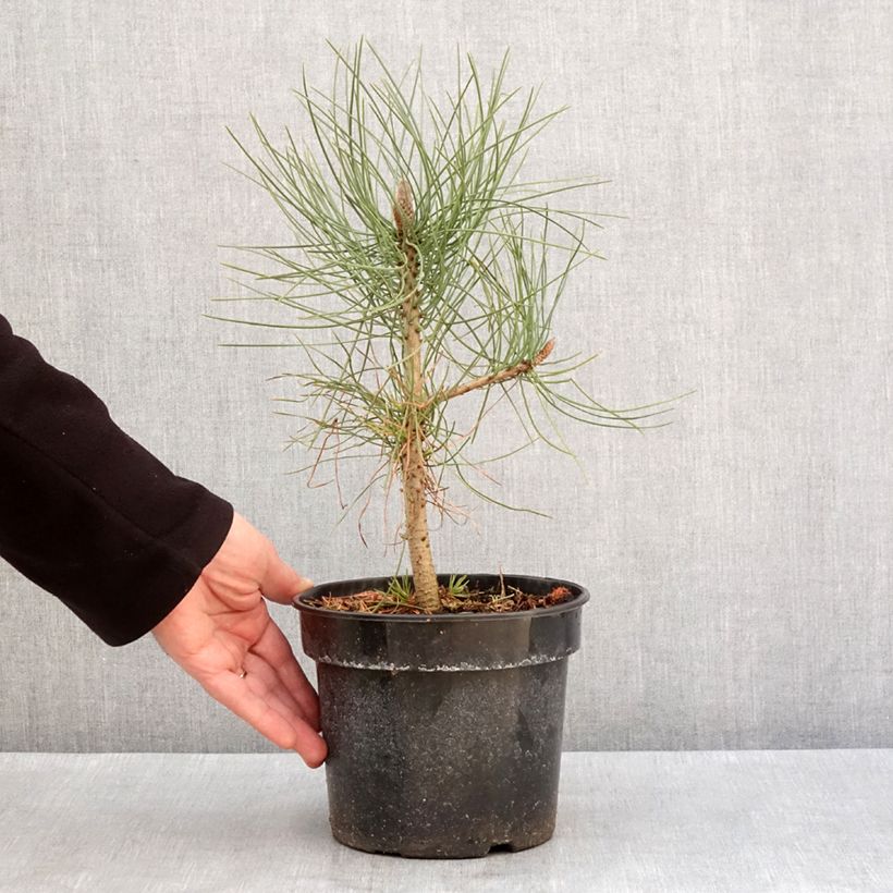 Example of Pin de Jeffrey - Pinus jeffreyi Pot de 3L/4L as you get in hiver