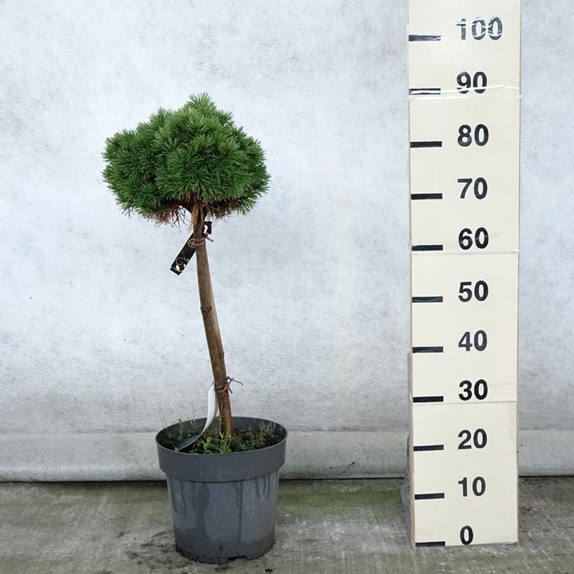 Example of Pin de montagne - Pinus mugo Allgäu Pot de 4L/5L, Tige as you get in ete