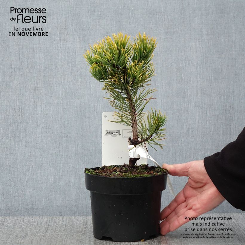 Example of Pin de montagne - Pinus mugo Carsten's Wintergold Pot de 2L/3L as you get in automne
