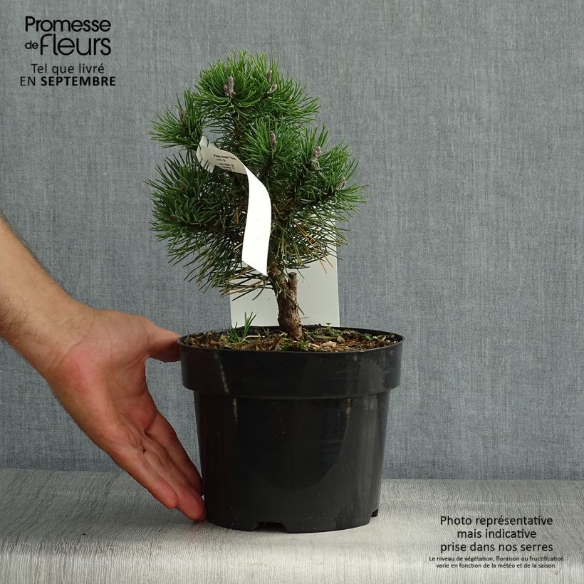 Example of Pin de montagne - Pinus mugo Gnom Pot de 2L/3L as you get in ete