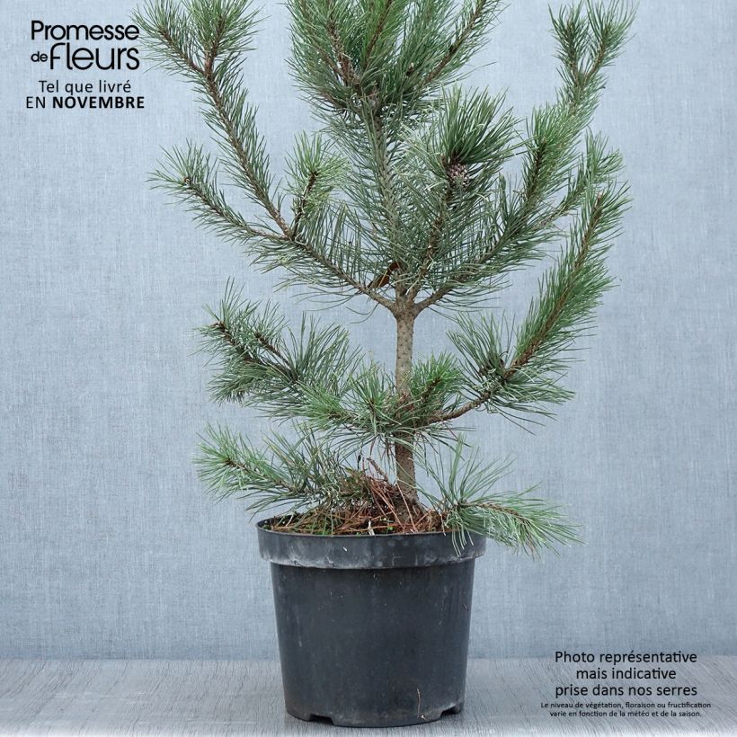 Example of Pin de montagne - Pinus mugo Gnom Pot de 7,5L/10L as you get in automne