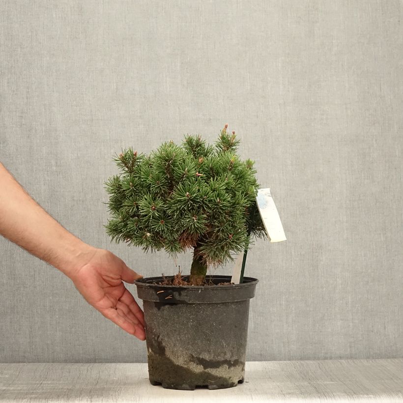 Example of Pin de montagne - Pinus mugo Lilliput                        Pot de 4L/5L as you get in ete