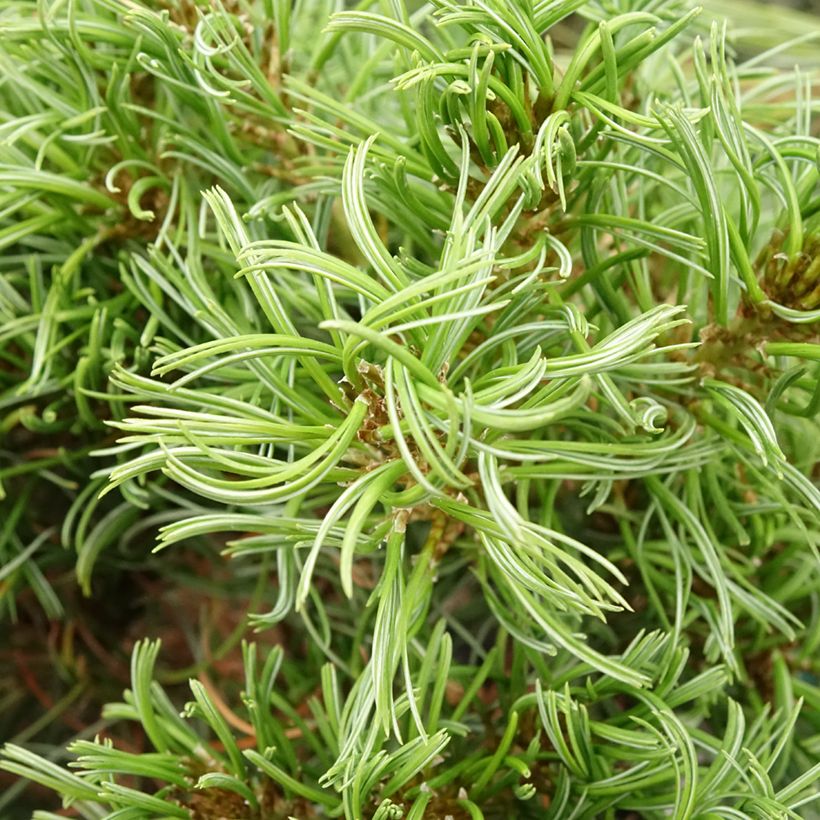 Pin de Weymouth nain - Pinus strobus Green Twist (Foliage)