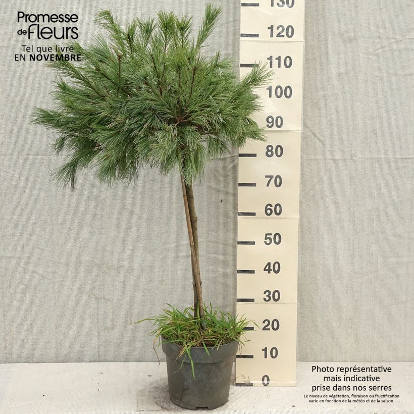 Example of Pin de Weymouth nain - Pinus strobus Mary Butler Pot de 7,5L/10L, Tige as you get in automne