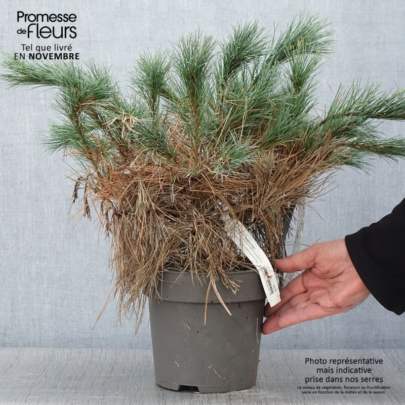Example of Pin de Weymouth nain - Pinus strobus Niagara Falls Pot de 3L/4L as you get in automne